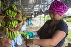 female banana producer handling banana 