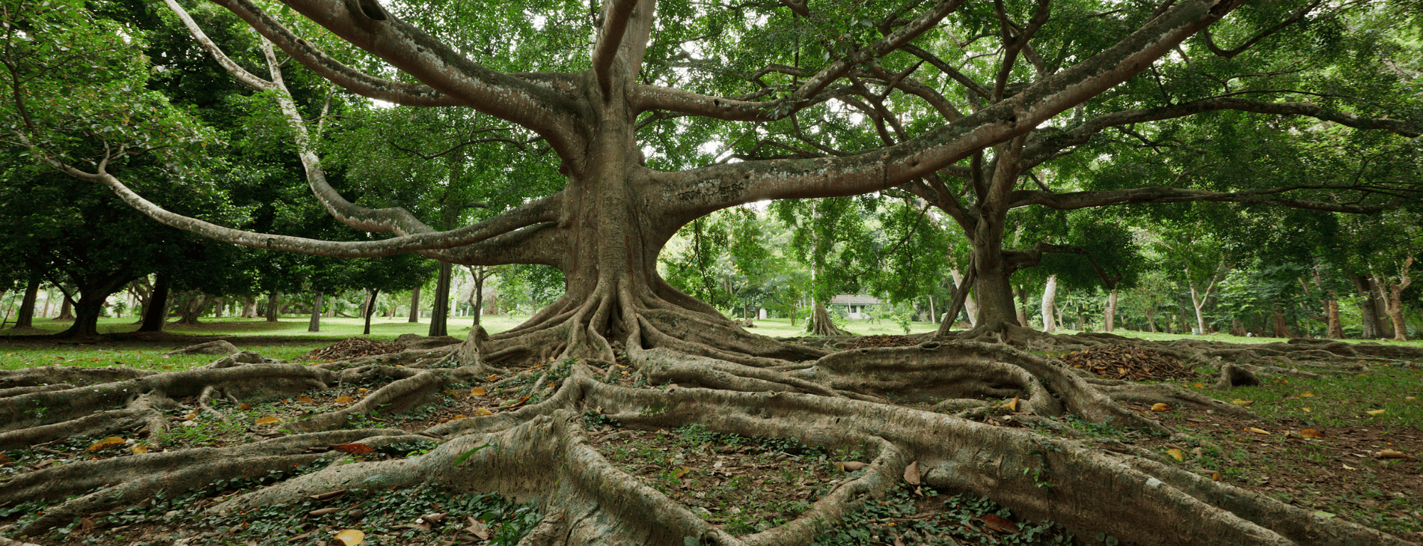 Deeply rooted tree demonstrated social enterprise values